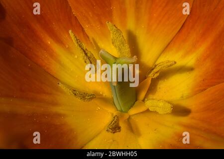 Tulipa Flower (Tulipa triomphe 'Ballerina') Banque D'Images