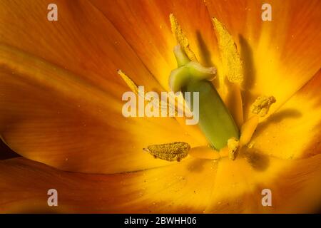 Tulipa Flower (Tulipa triomphe 'Ballerina') Banque D'Images