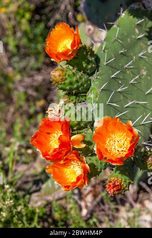 La poire à pirickly (Opuntia ficus-indica) fleurit en Afrique du Sud, où il s'agit d'une espèce exotique envahissante importée du Mexique. Banque D'Images