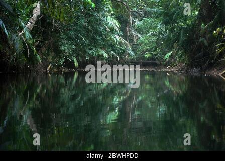Réflexion de l'écosystème de la rivière tropicale sur la surface de l'eau, une vue de la rivière Cigenter dans l'île de Handeuleum, parc national d'Ujung Kulon, Indonésie. Banque D'Images