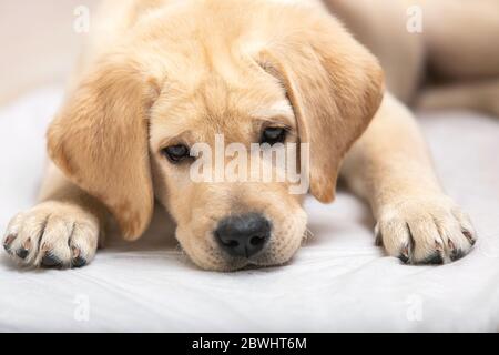 Adorable et adorable, le petit chiot doré du labrador est couché sur le sol de la maison. Banque D'Images