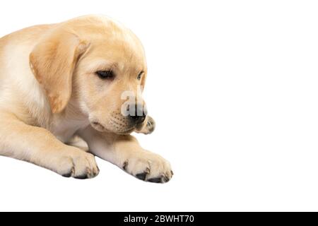 Chien de race Labrador marron isolé sur fond blanc. Banque D'Images