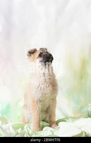 Photos de studio de chien errant. Un petit chiot mignon et doux, de race pure, regarde sur un fond flou. Banque D'Images