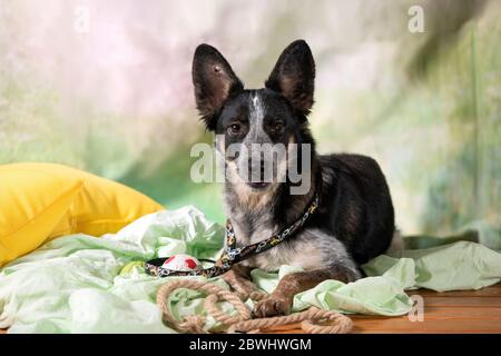 Portrait d'un chien errant dans un studio photo avec espace de copie. Journée internationale des animaux sans abri. Banque D'Images