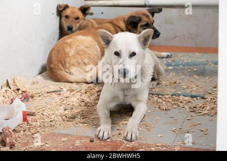 Chiens dans un abri pour animaux en attente d'adoption, occupant le coin de l'enceinte et se trouvant à proximité de sciure de bois, regardant vers l'avant avec la verrue et fe Banque D'Images
