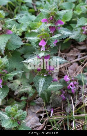 Lamium maculatum, Morttitted-Nettle. Plante sauvage au printemps. Banque D'Images