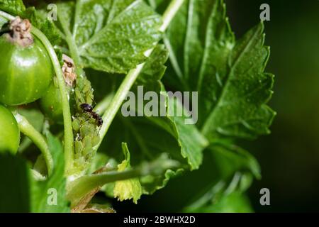 Insectes nuisibles. Puceron et fourmis sur la pousse verte dévorant et endommageant la plante. Traitement insecticide. Copier l'espace. Banque D'Images