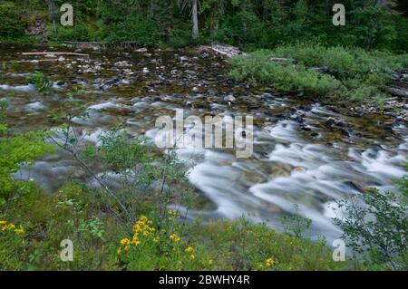 Meadow Creek près de la station de garde Meadow Creek dans la forêt nationale de nez Perce Banque D'Images