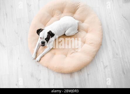 Chien mignon allongé sur le lit d'animal de compagnie à la maison Banque D'Images