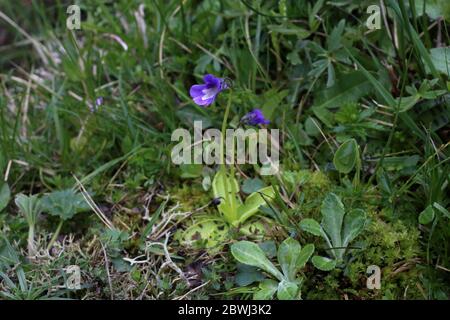 Pinguicula balcanica, Buttermoort. Plante sauvage au printemps. Banque D'Images