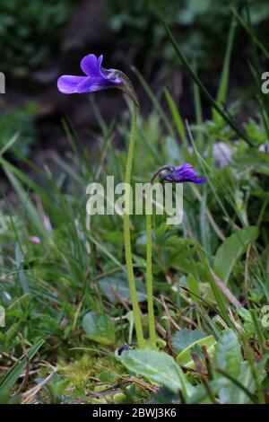 Pinguicula balcanica, Buttermoort. Plante sauvage au printemps. Banque D'Images
