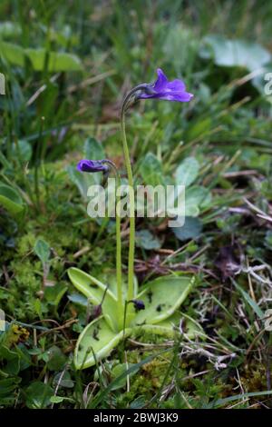 Pinguicula balcanica, Buttermoort. Plante sauvage au printemps. Banque D'Images