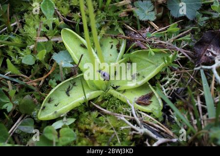 Pinguicula balcanica, Buttermoort. Plante sauvage au printemps. Banque D'Images