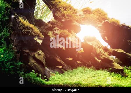 Un magnifique aquarium vert tropical d'eau douce planté de poissons tropicaux. Aquarium planté avec Dwarf rasbora ou Boraras maculatus ou Boraras mac Banque D'Images