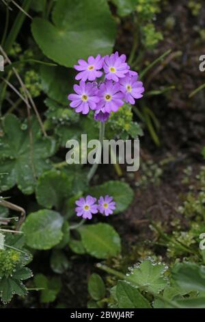 Primula frondosa - plante sauvage au printemps. Banque D'Images