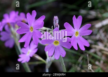 Primula frondosa - plante sauvage au printemps. Banque D'Images