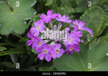 Primula frondosa - plante sauvage au printemps. Banque D'Images