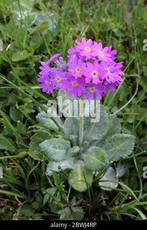 Primula frondosa - plante sauvage au printemps. Banque D'Images