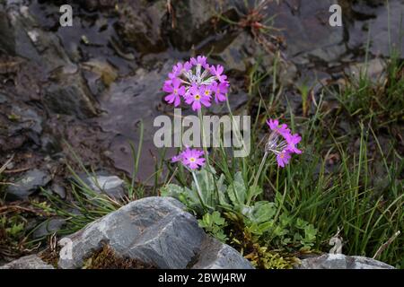 Primula frondosa - plante sauvage au printemps. Banque D'Images