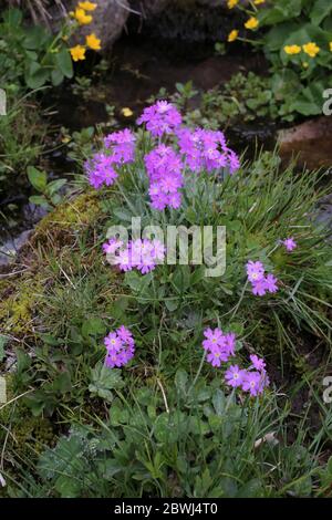 Primula frondosa - plante sauvage au printemps. Banque D'Images