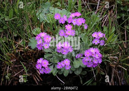 Primula frondosa - plante sauvage au printemps. Banque D'Images