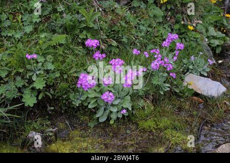 Primula frondosa - plante sauvage au printemps. Banque D'Images