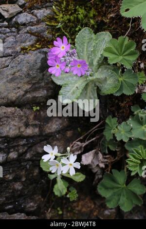 Primula frondosa - plante sauvage au printemps. Banque D'Images