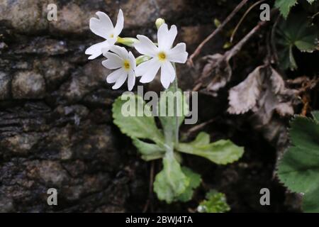 Primula frondosa - plante sauvage au printemps. Banque D'Images