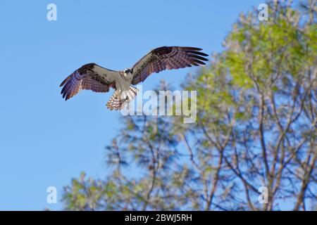 Osprey (Pandion haliatus) survolant le lac Berryessa CA USA Banque D'Images