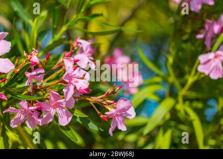 Fleurs de leander roses dans le jardin. Fleurs de leander roses avec feuilles vertes. Banque D'Images