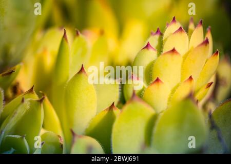 Gros plan de l'usine d'agave. Macro floral abstrait avec feuilles d'agave vert frais Banque D'Images