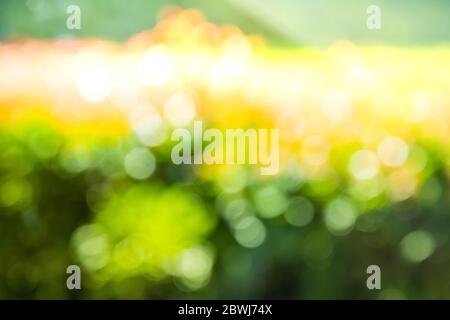 Arrière-plan bokeh avec lumière naturelle, vert, jaune avec flou Banque D'Images