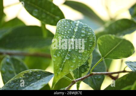 Mise au point sélective. Feuilles d'arbre de ficus dans de grandes gouttes d'eau. Figue pleurant, figue benjamin (Ficus benjamina). Gros plan. Fond naturel. Banque D'Images