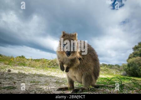 Adorable quokka kangourou, île de Rottnest, Australie occidentale Banque D'Images