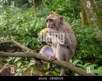 Macaque mangeant du crabe également connu sous le nom de macaque à queue longue dans la forêt de singes d'Ubud, Bali Banque D'Images