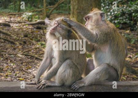 Deux macaques nettoyant leur fourrure, Ubud, Bali Banque D'Images