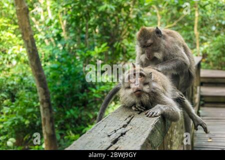 Deux macaques nettoyant leur fourrure, Ubud, Bali Banque D'Images