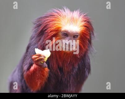 Tamarin de lion d'or / marmoset d'or - singe rouge, manger Banque D'Images