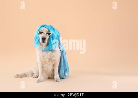 Chien drôle dans la perruque et avec des lunettes de soleil sur fond de couleur Banque D'Images