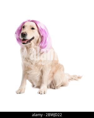 Chien drôle dans la perruque sur fond blanc Banque D'Images