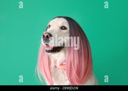 Chien drôle dans la perruque sur fond de couleur Banque D'Images