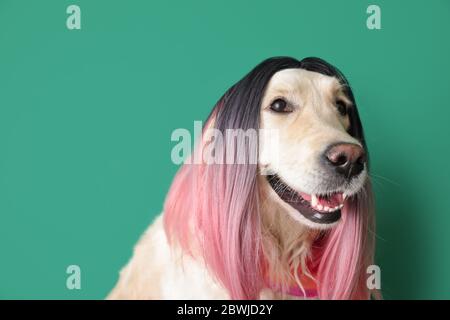 Chien drôle dans la perruque sur fond de couleur Banque D'Images