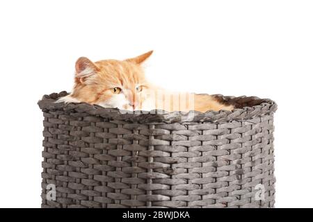 Chat mignon drôle dans un panier en osier sur fond blanc Banque D'Images