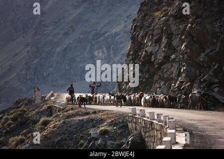 Berger et chèvres sur l'autoroute de Karakoram, vallée de l'Indus, montagne de Karakoram, province de Gilgit-Baltistan, régions du Nord, Pakistan, Asie du Sud, Asie Banque D'Images