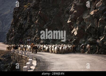 Berger et chèvres sur l'autoroute de Karakoram, vallée de l'Indus, montagne de Karakoram, province de Gilgit-Baltistan, régions du Nord, Pakistan, Asie du Sud, Asie Banque D'Images