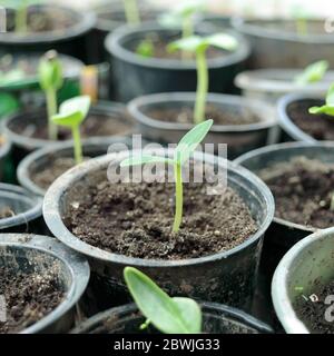 Jeunes concombres germés, foyer sélectif. Semis en pots à la maison sur le rebord de la fenêtre. Plantes semantes en serre, horticulture et culture de botanique Banque D'Images