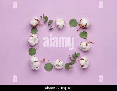 Cadre en fleurs de coton et feuilles d'eucalyptus sur fond de couleur Banque D'Images