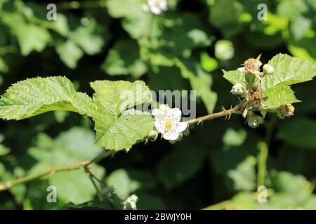 BlackBerry fleurit à hedgerow dans le Kent, au Royaume-Uni Banque D'Images