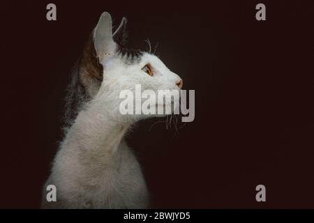 Don Sphynx chaton à fourrure courte. Prise de vue en studio. Éclairage sombre et sombre, arrière-plan sombre. Banque D'Images