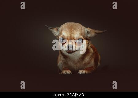 Adorable chien Chihuahua. Prise de vue en studio. Éclairage sombre et sombre, arrière-plan sombre. Banque D'Images